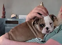 Baby, a female English Bulldog for sale in New Whiteland, IN – Photo 2 of 6