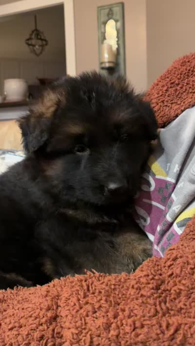 Blue  , a male German Shepherd Dog for sale in Snow Camp, NC – 4 of 4