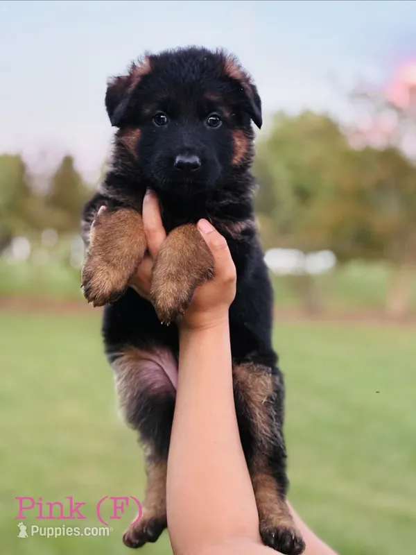 Pink – German Shepherd Dog puppy for sale in Snow Camp, NC