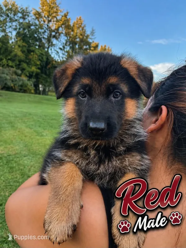 Red – German Shepherd Dog puppy for sale in Snow Camp, NC