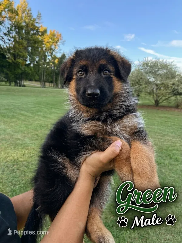 Green – German Shepherd Dog puppy for sale in Snow Camp, NC