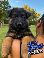 Blue, a female German Shepherd Dog for sale in Snow Camp, NC – 1 of 3
