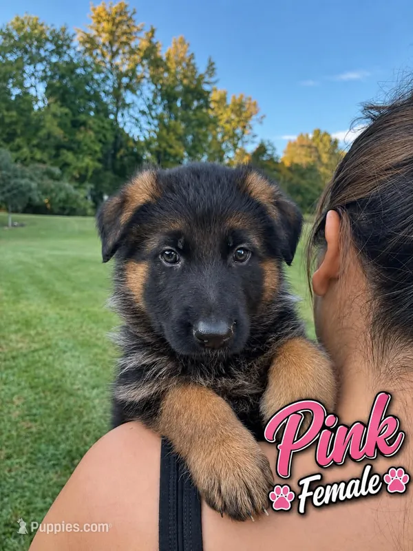 Pink – German Shepherd Dog puppy for sale in Snow Camp, NC