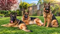 Green, a male German Shepherd Dog for sale in Snow Camp, NC – 2 of 3