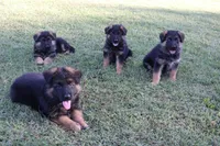 Pink, a male German Shepherd Dog for sale in Snow Camp, NC – 4 of 4