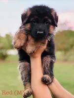 Red, a male German Shepherd Dog for sale in Snow Camp, NC – 1 of 3