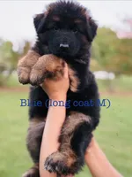 Blue  , a male German Shepherd Dog for sale in Snow Camp, NC – 1 of 4