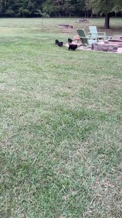 Pink, a female German Shepherd Dog for sale in Snow Camp, NC – 3 of 3