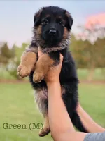 Green, a male German Shepherd Dog for sale in Snow Camp, NC – 1 of 3
