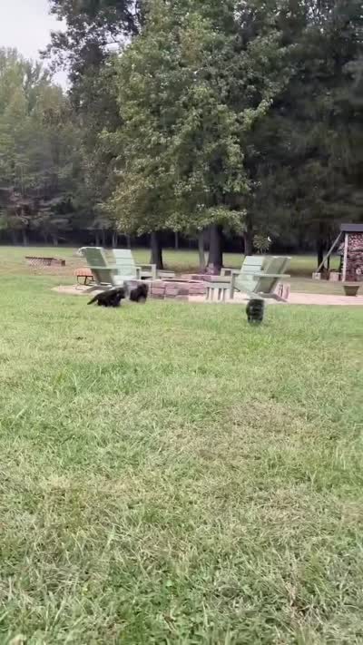 Blue  , a male German Shepherd Dog for sale in Snow Camp, NC – 3 of 4