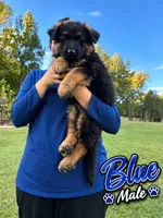 Blue, a female German Shepherd Dog for sale in Snow Camp, NC – 2 of 3