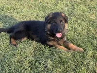 Pink, a male German Shepherd Dog for sale in Snow Camp, NC – 3 of 4