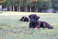 Blue, a female German Shepherd Dog for sale in Snow Camp, NC – 3 of 3