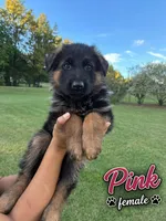 Pink, a male German Shepherd Dog for sale in Snow Camp, NC – 2 of 4