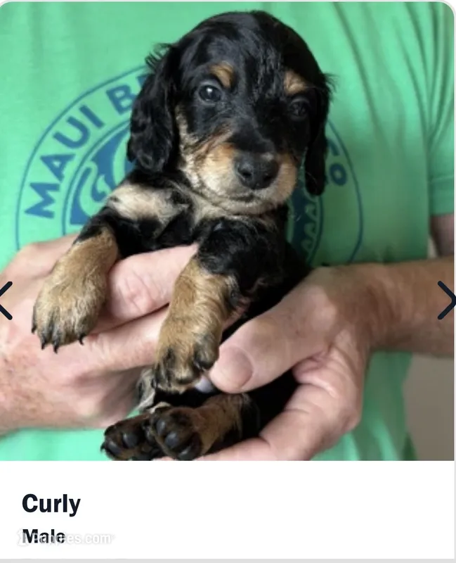 Curly  – Miniature Dachshund puppy for sale in Port Isabel, TX