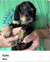 Curly , a male Miniature Dachshund for sale in Port Isabel, TX – 1 of 3