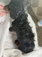 Curly , a male Miniature Dachshund for sale in Port Isabel, TX – 3 of 3