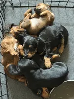 Curly , a male Miniature Dachshund for sale in Port Isabel, TX – 2 of 3
