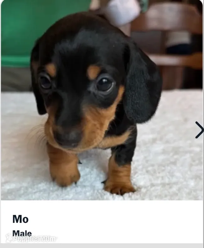 Mogly – Miniature Dachshund puppy for sale in Port Isabel, TX