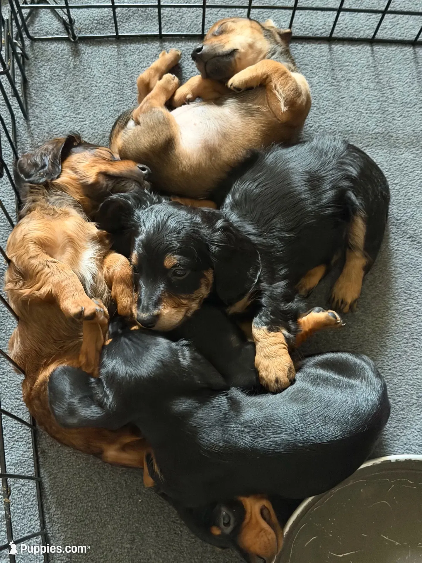 Mogly, a male Miniature Dachshund for sale in Port Isabel, TX – 2 of 2