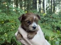 Melody, a female Yorkshire Terrier for sale in Port Orchard, WA – 1 of 5