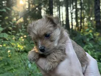Lyric, a female Yorkshire Terrier for sale in Port Orchard, WA – 2 of 6
