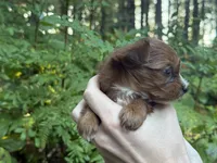 Melody, a female Yorkshire Terrier for sale in Port Orchard, WA – 4 of 5
