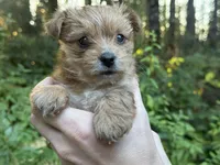 Lyric, a female Yorkshire Terrier for sale in Port Orchard, WA – 5 of 6