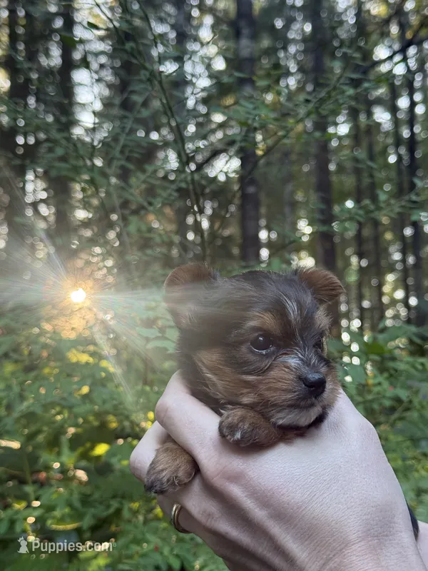 Aria – Yorkshire Terrier puppy for sale in Port Orchard, WA