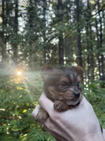 Aria, a female Yorkshire Terrier for sale in Port Orchard, WA – 1 of 5