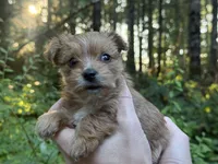 Lyric, a female Yorkshire Terrier for sale in Port Orchard, WA – 6 of 6