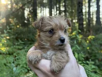 Lyric, a female Yorkshire Terrier for sale in Port Orchard, WA – 3 of 6