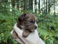 Melody, a female Yorkshire Terrier for sale in Port Orchard, WA – 5 of 5