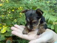 Aria, a female Yorkshire Terrier for sale in Port Orchard, WA – 2 of 5
