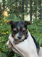 Aria, a female Yorkshire Terrier for sale in Port Orchard, WA – 5 of 5