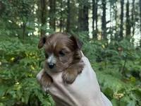 Melody, a female Yorkshire Terrier for sale in Port Orchard, WA – 3 of 5