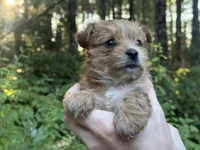 Lyric, a female Yorkshire Terrier for sale in Port Orchard, WA – 4 of 6