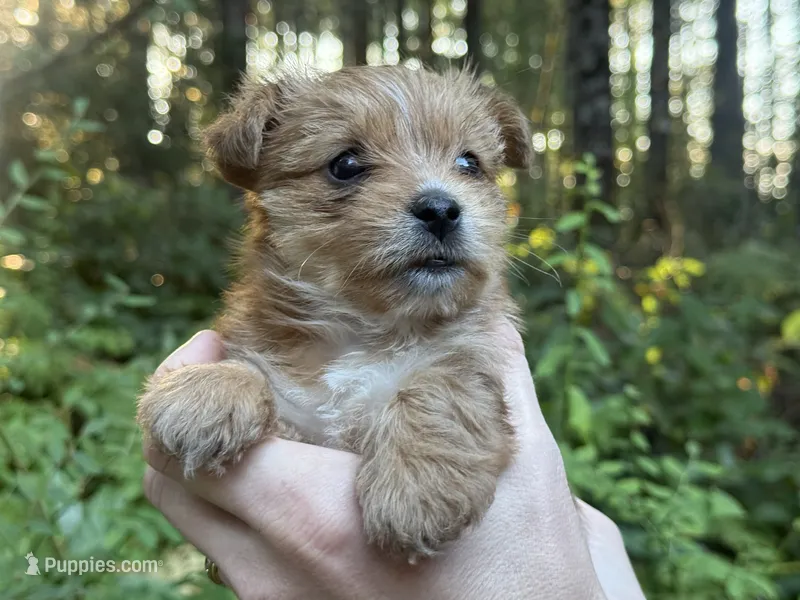 Lyric – Yorkshire Terrier puppy for sale in Port Orchard, WA
