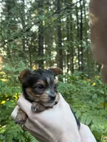 Aria, a female Yorkshire Terrier for sale in Port Orchard, WA – 3 of 5