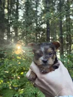 Aria, a female Yorkshire Terrier for sale in Port Orchard, WA – 4 of 5