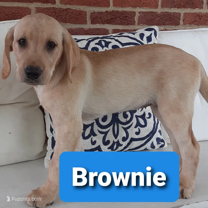 Brownie – Labrador Retriever puppy for sale in Bedford, PA