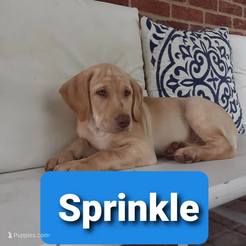 Sprinkles – Labrador Retriever puppy for sale in Bedford, PA