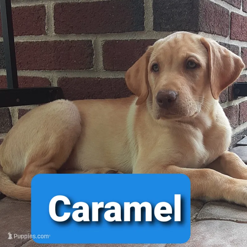 Caramel – Labrador Retriever puppy for sale in Bedford, PA