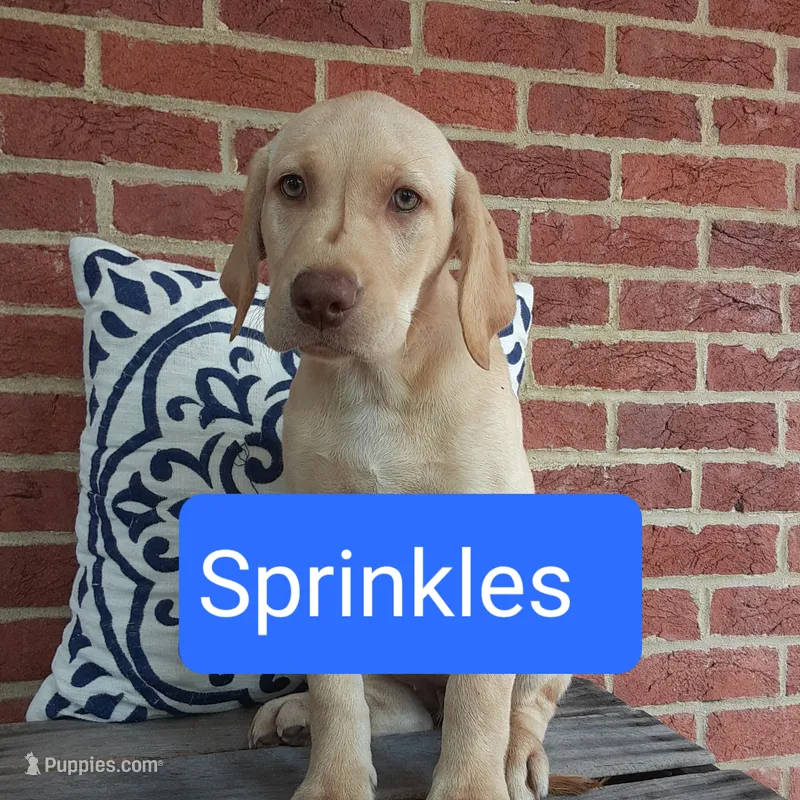 Sprinkles – Labrador Retriever puppy for sale in Bedford, PA