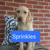 Sprinkles, a female Labrador Retriever for sale in Bedford, PA – 1 of 1