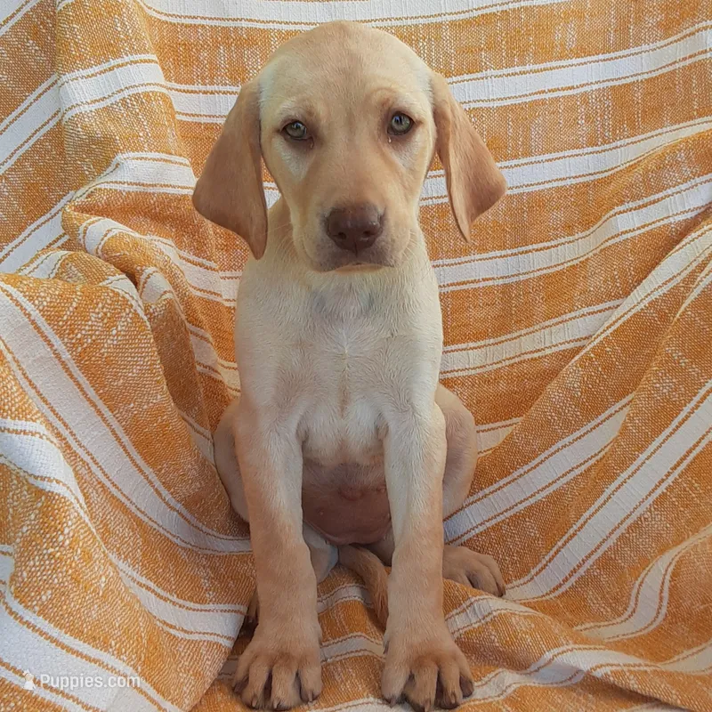 Cupcake  – Labrador Retriever puppy for sale in Bedford, PA