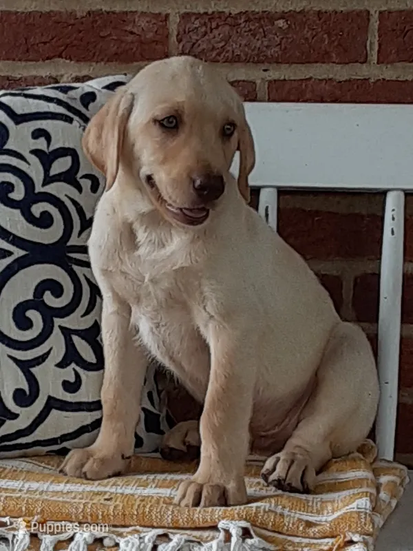 Polar – Labrador Retriever puppy for sale in Bedford, PA