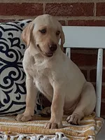 Polar, a male Labrador Retriever for sale in Bedford, PA – 1 of 1