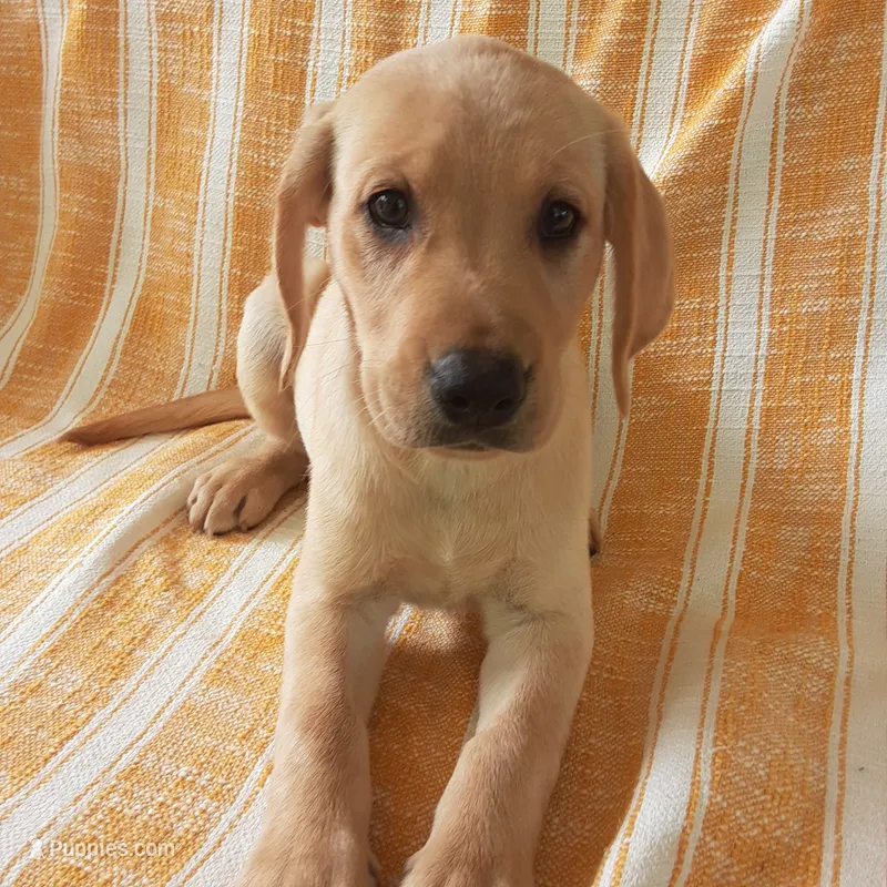Brownie – Labrador Retriever puppy for sale in Bedford, PA