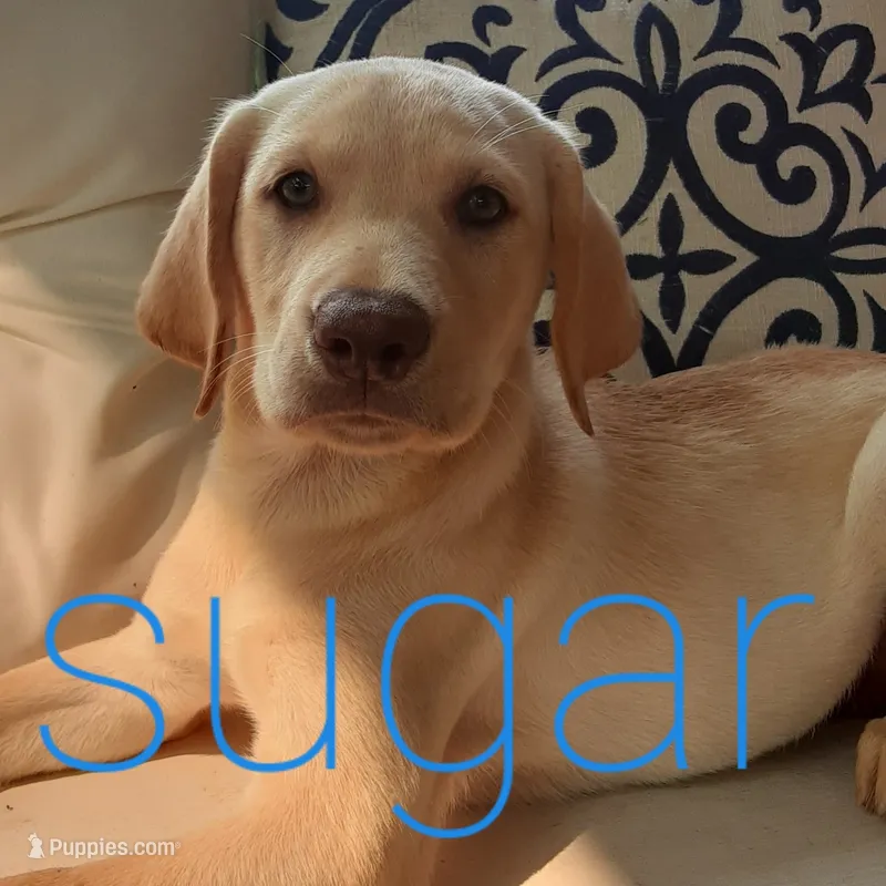Sugar – Labrador Retriever puppy for sale in Bedford, PA